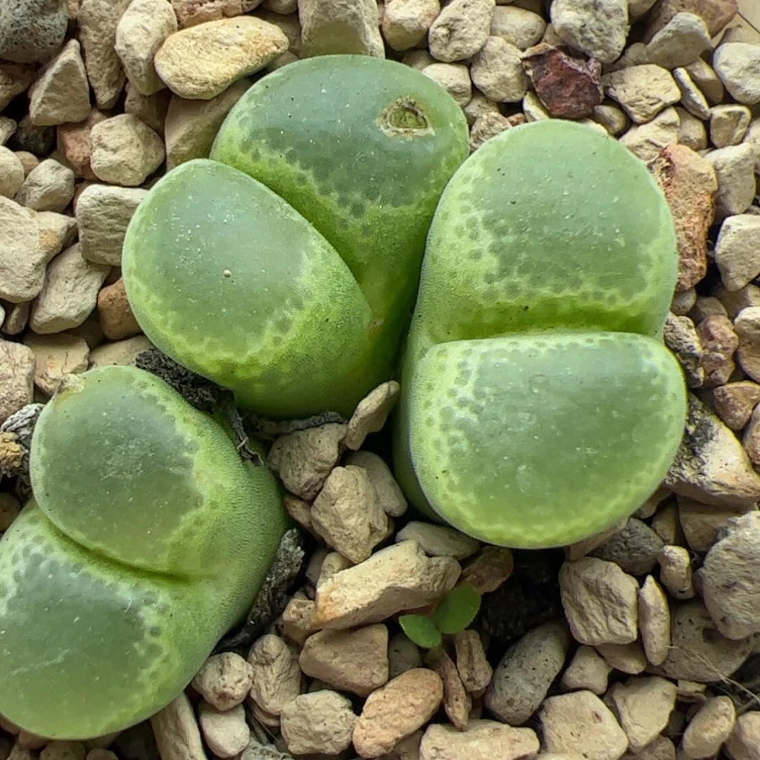 大家过年好22587