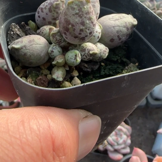 263海豹多肉植物多