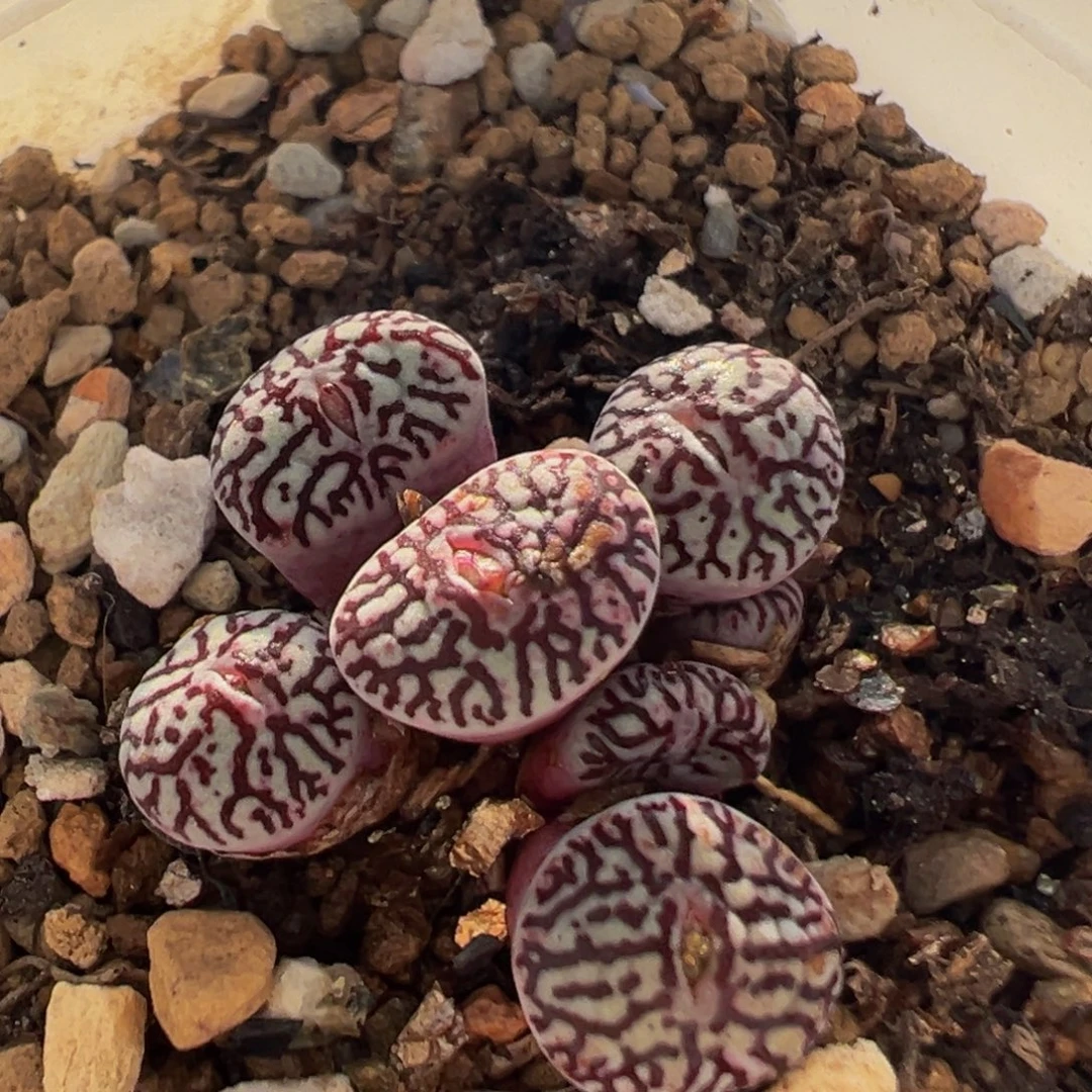 95多肉植物百科植物