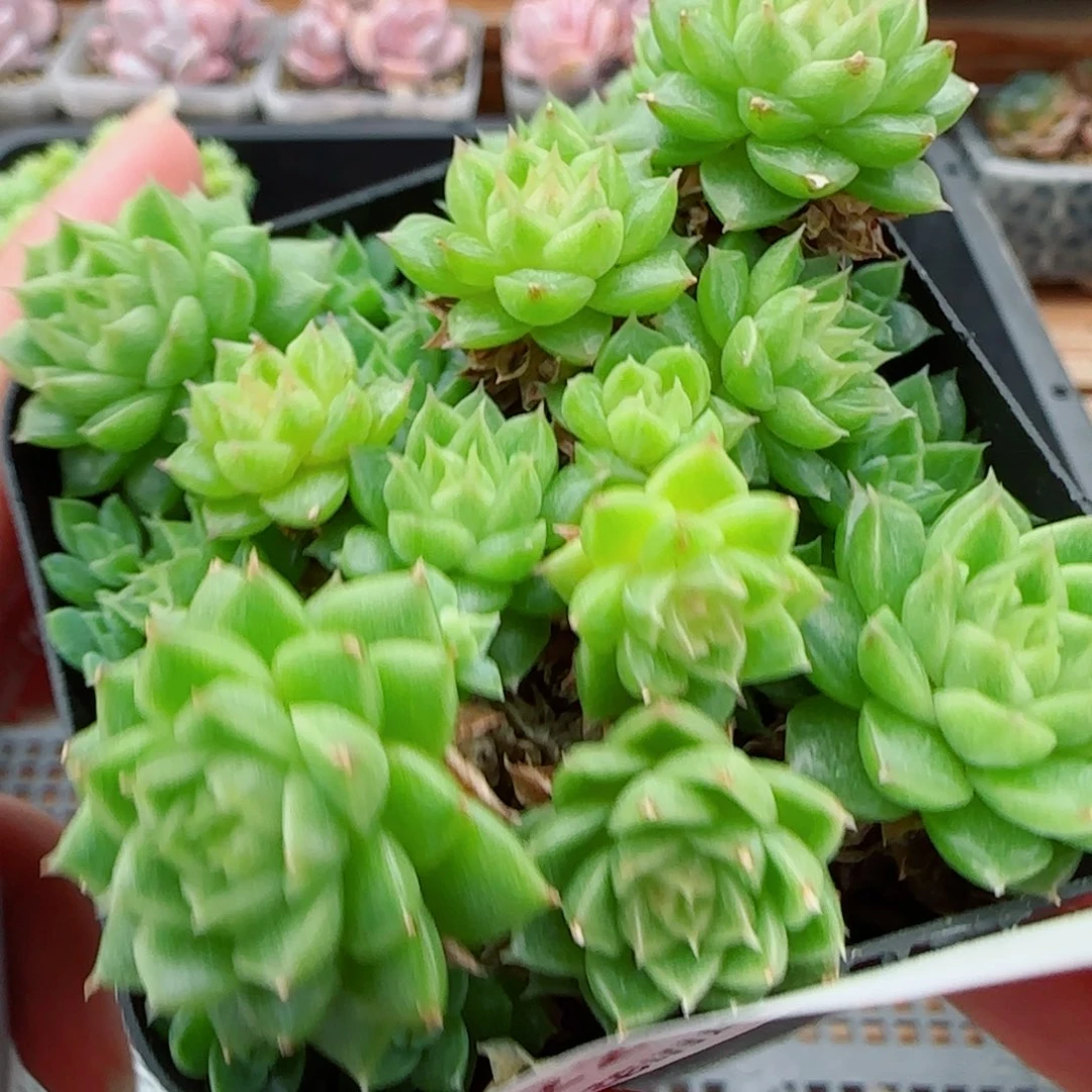 花语逸镜0922-22散