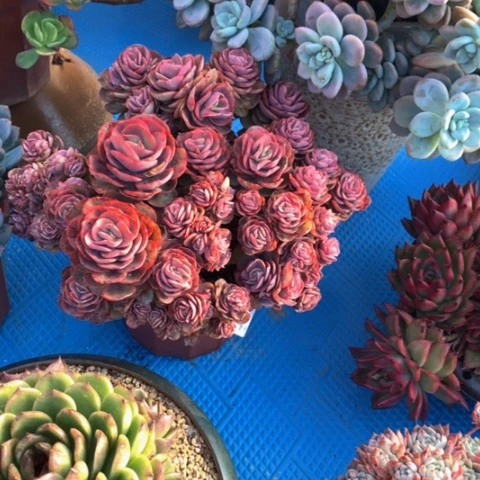 雪**河1842秀妍多肉