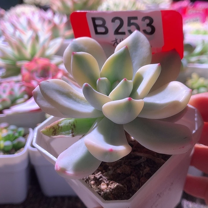 桃夭夭覆轮锦有根