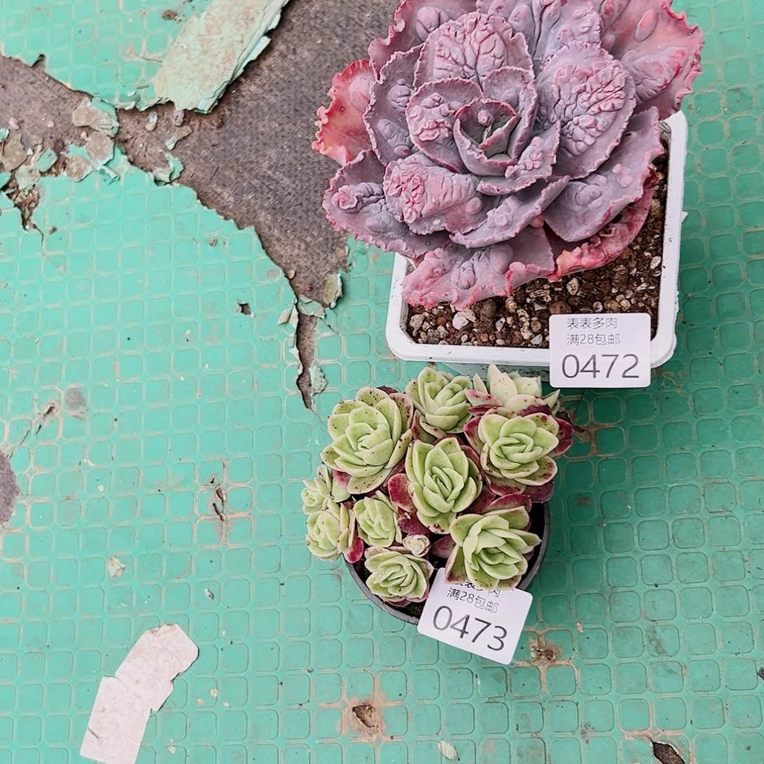 宝***坊多肉一物一拍0472