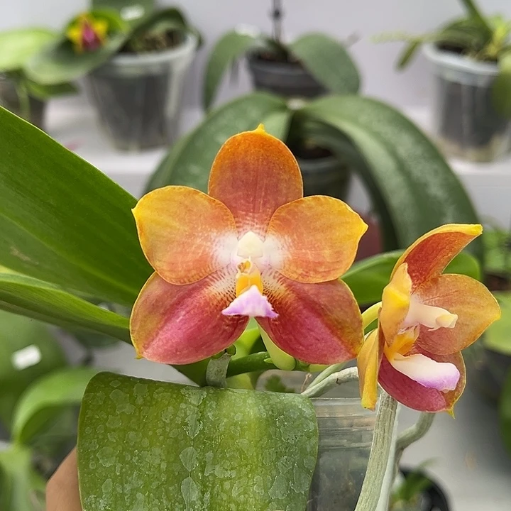 全部花苞2.5寸杯雅风恋人交弥陀反射龙