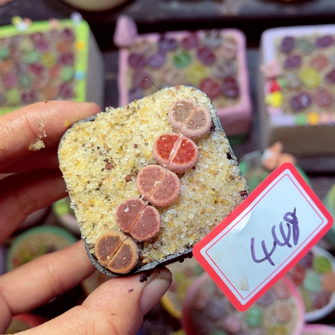 448生石花带盆发1