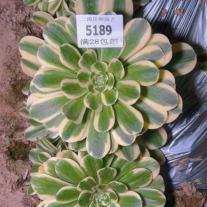 5189迈巴赫多肉植物2号棚