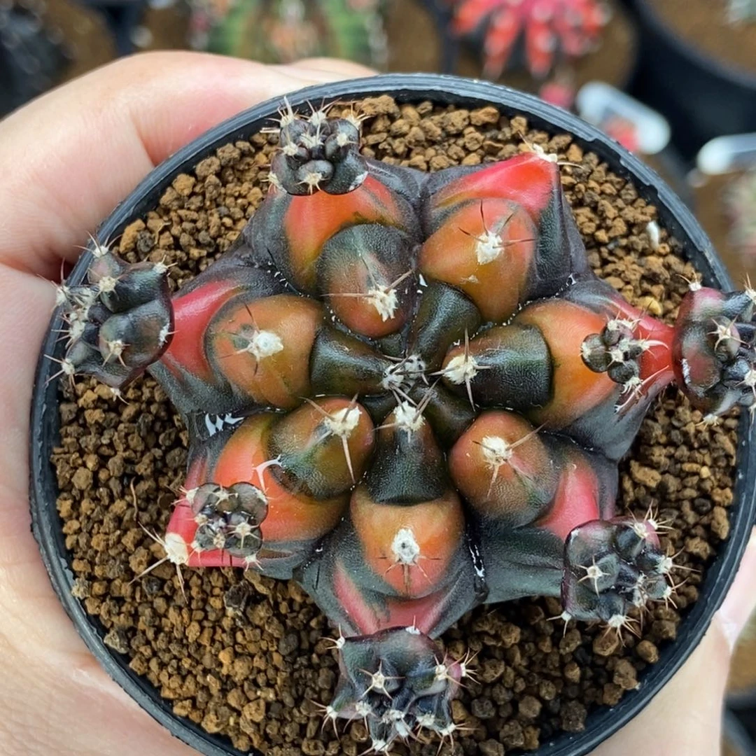 大龟甲乌贼00000000020