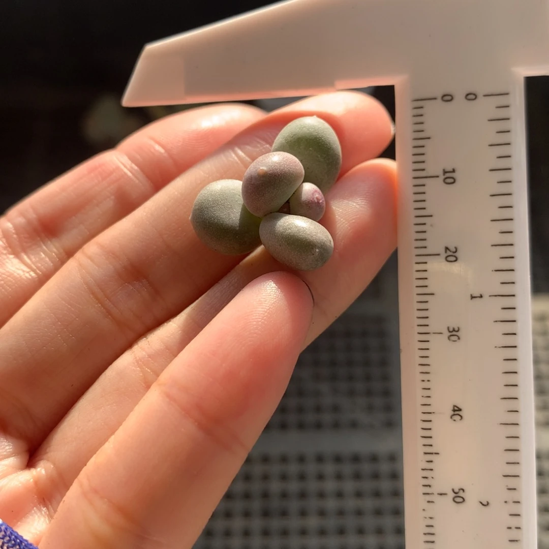 黄金鸡蛋大叶奶不满28发到付，发一片叶，~
