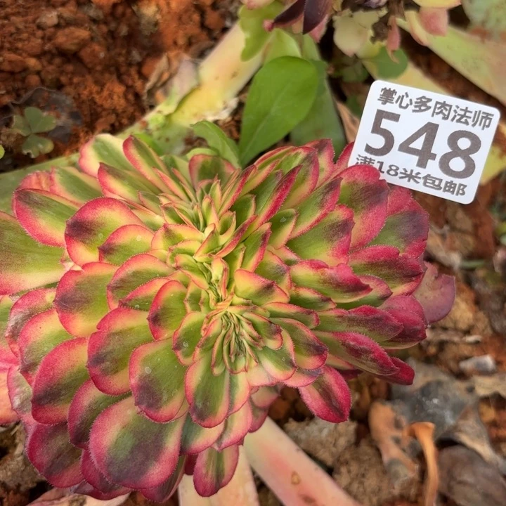 548荔枝缀化掌心多肉法师锦，我