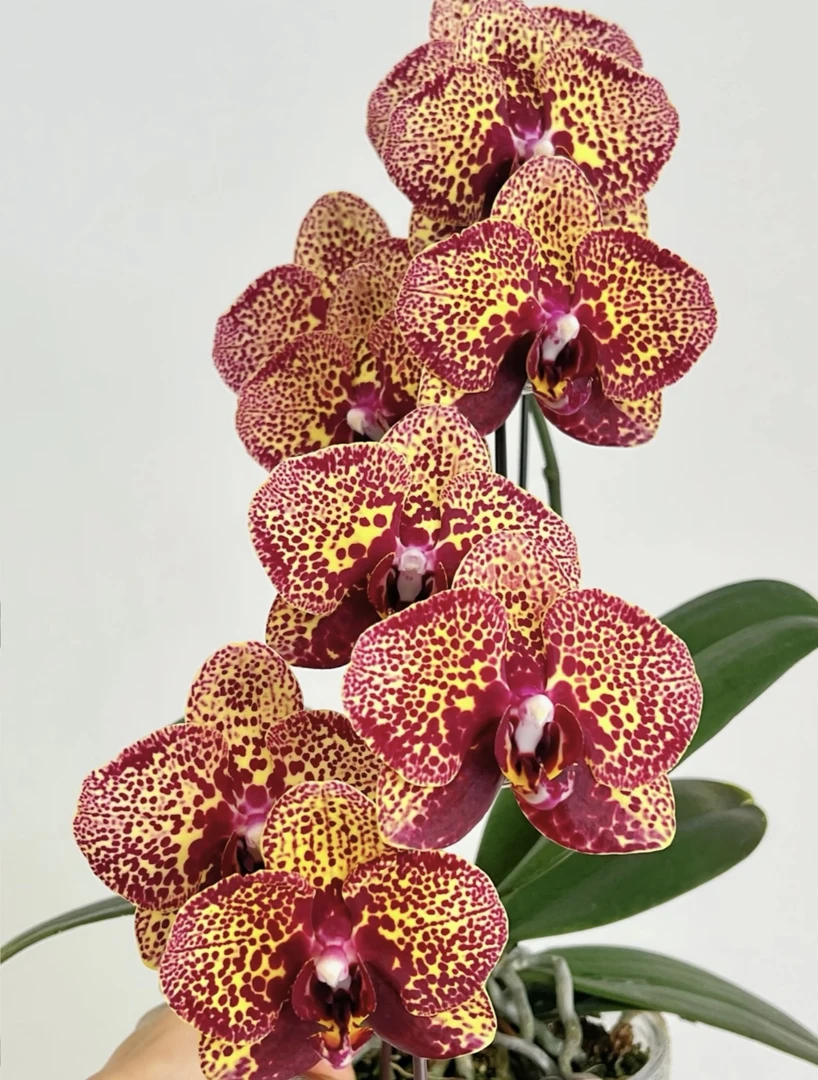 【美洲豹叶损】蝴蝶兰美洲豹2.8寸未出梗发货