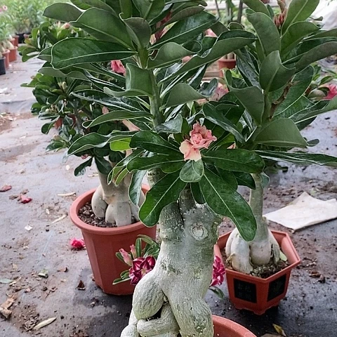 【闪购商品】无花朵姜***艺