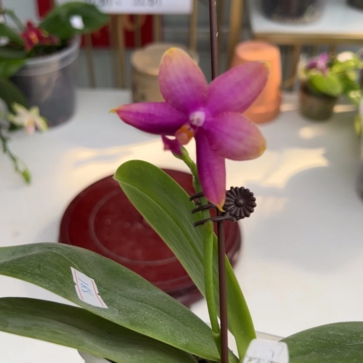 大部分开放少量花苞3.5寸杯bkh1915