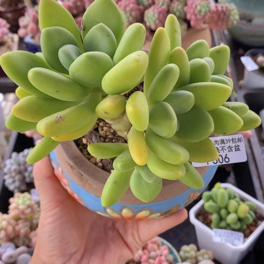 芒果奶12cm506多肉植物