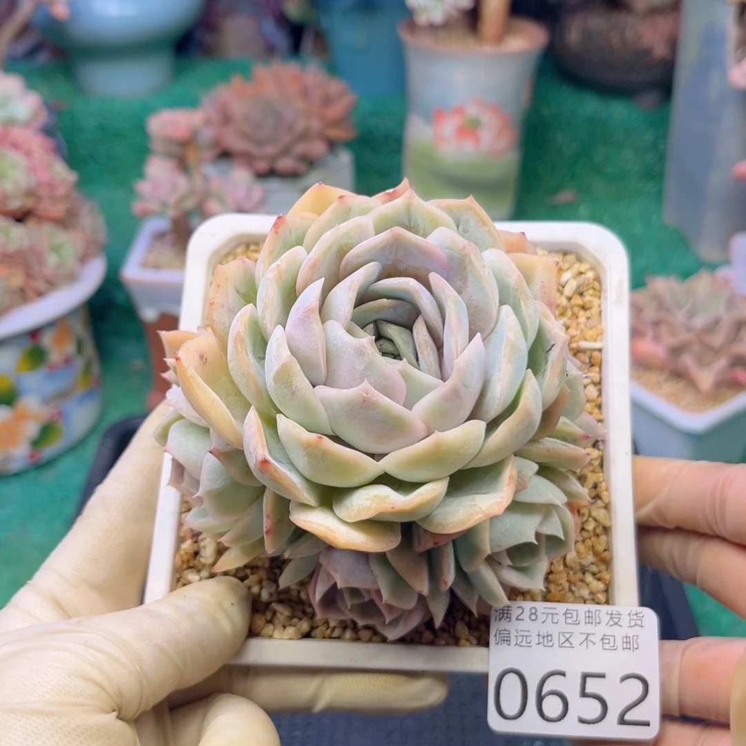 亲0652，c j c nv n n n