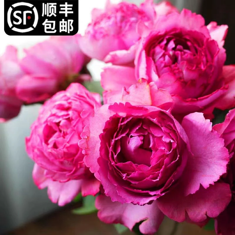 藤伯爵浓香大花月季苗多季开花粉色玫瑰庭院盆栽