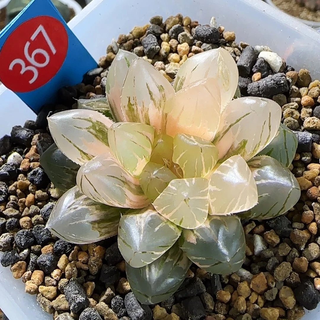 367号OM玉露锦 5.5厘米左右一物一拍带盆发货