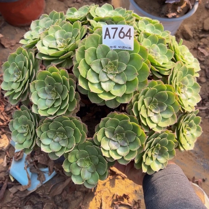 万圣杰多肉植物764.