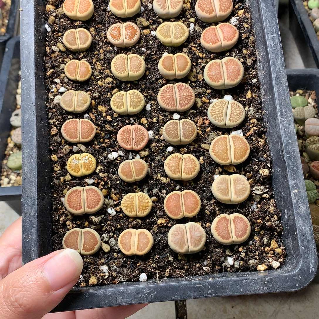 小*光H59多肉植物保护