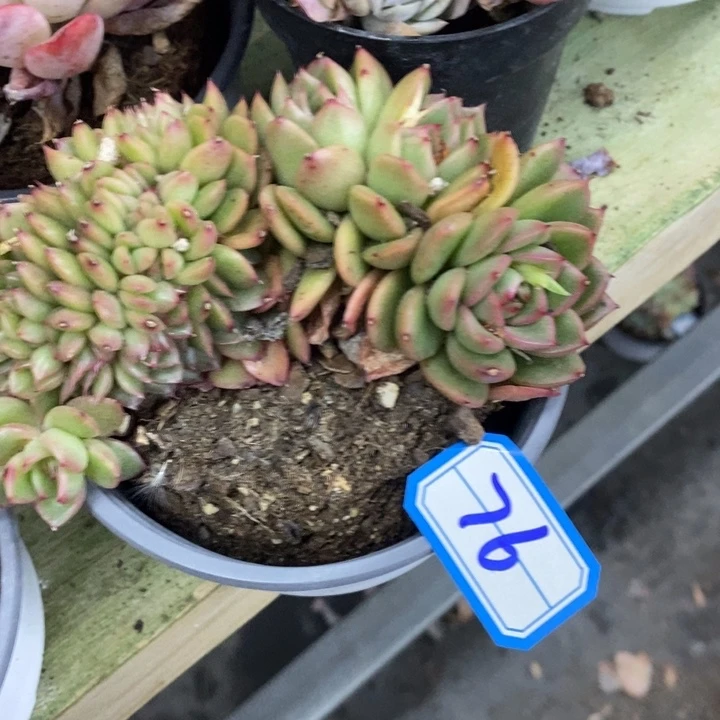 l一物一拍杂东云多肉76