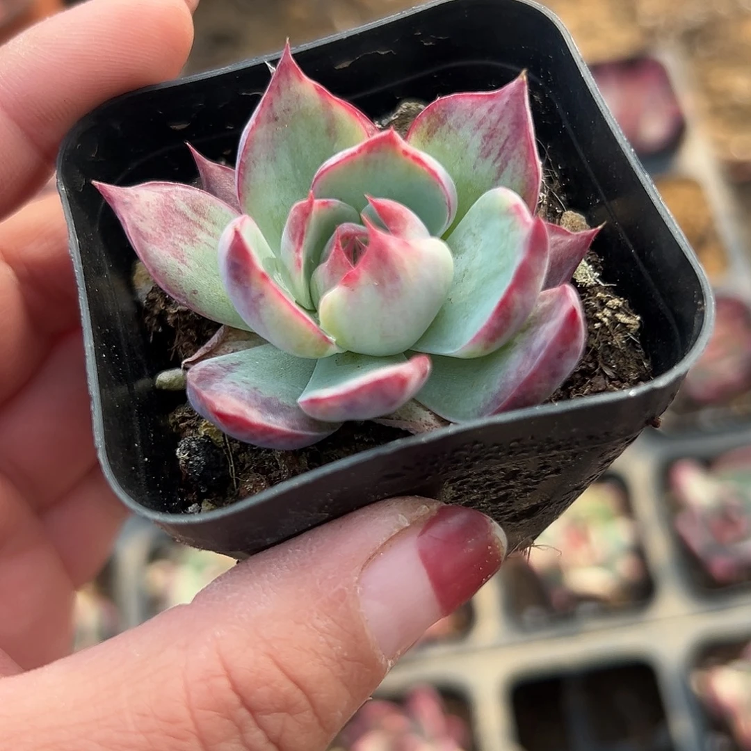 多肉植物多肉植物