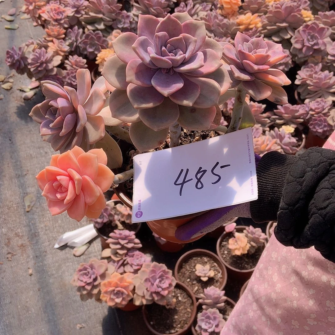 风****?老三多肉一物一拍外播紫乐锦485