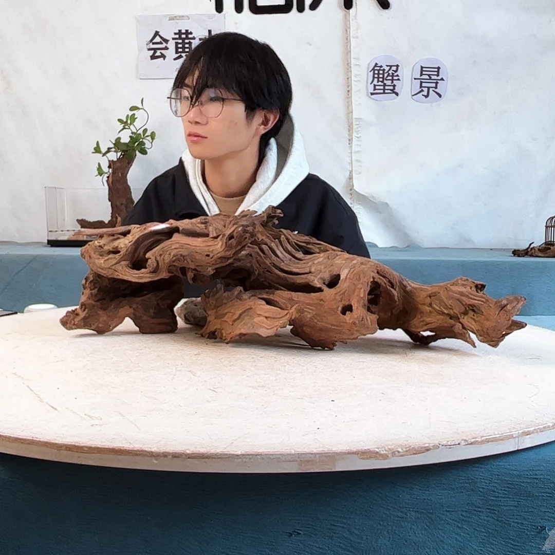 沉木造景爬宠造景