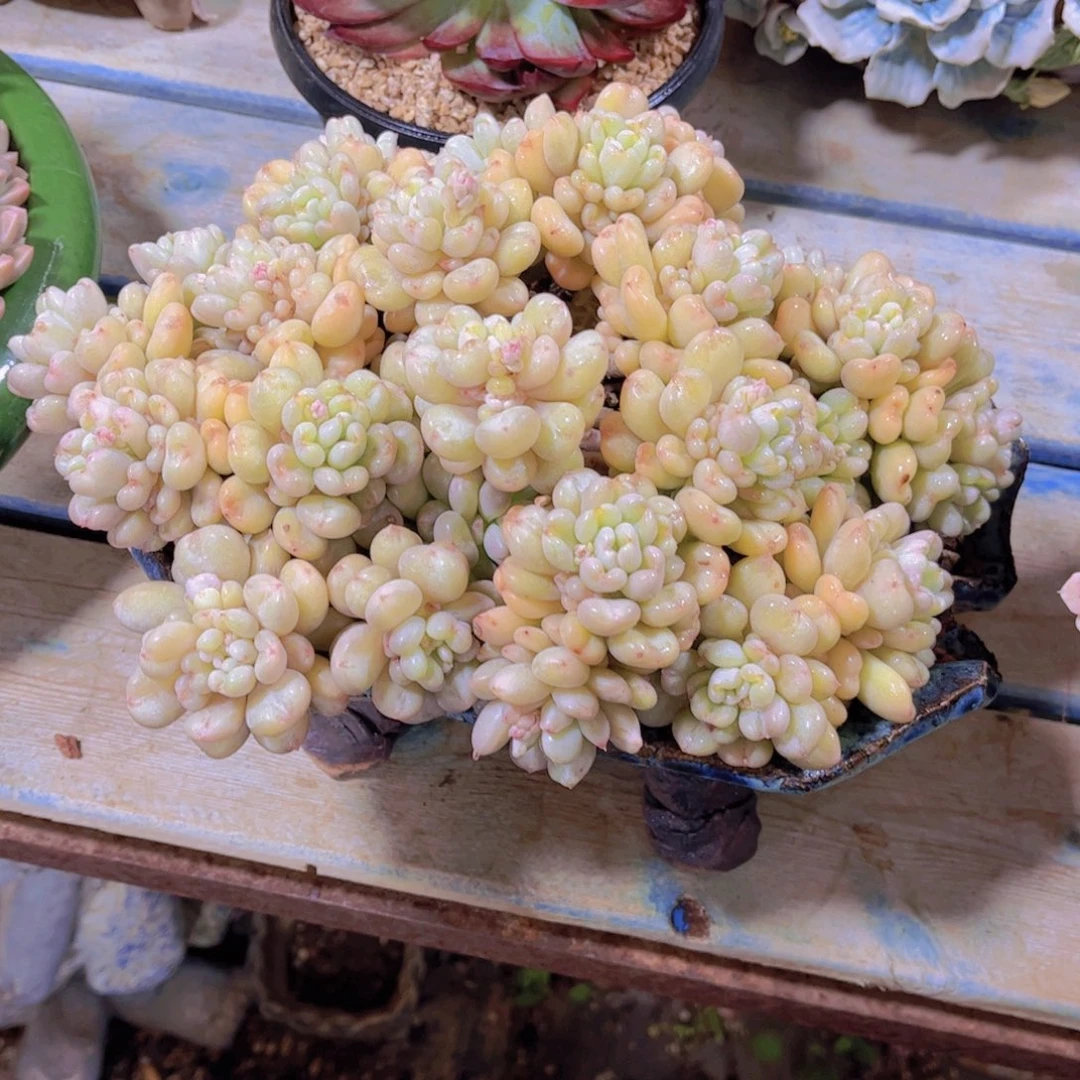 海****司多肉老桩