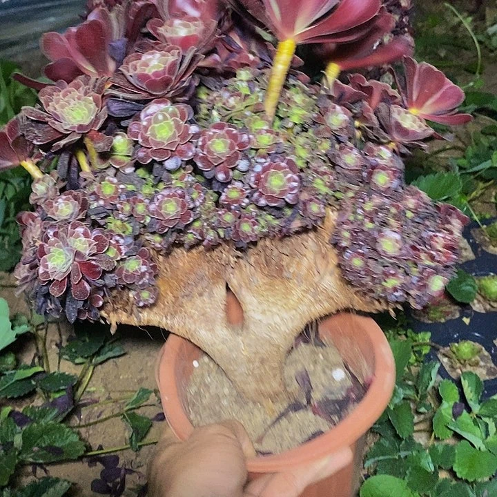 多肉植物保护研究所