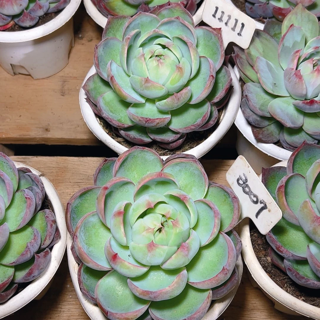 惊鸿仙子3007.11111号