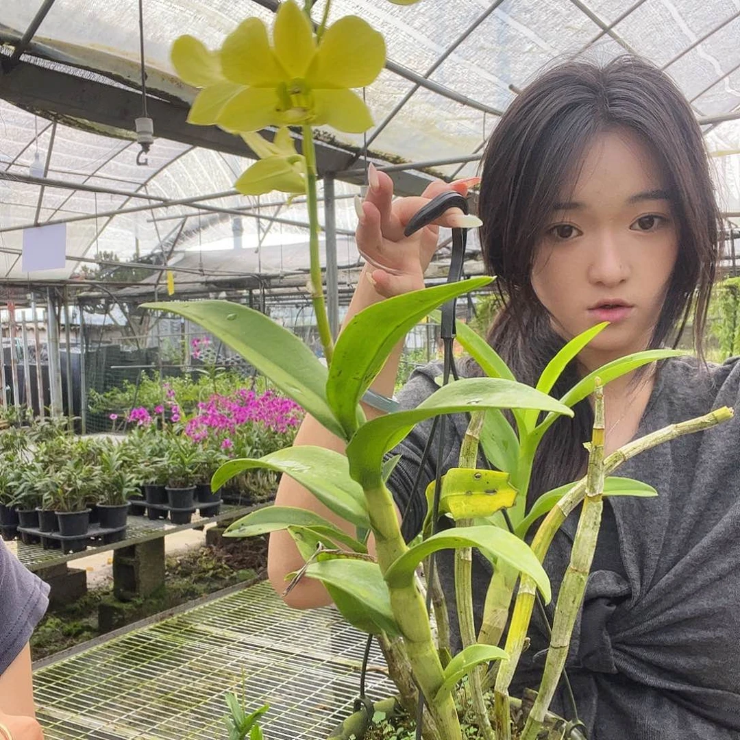 当前无花朵，栽培后可花朵5357