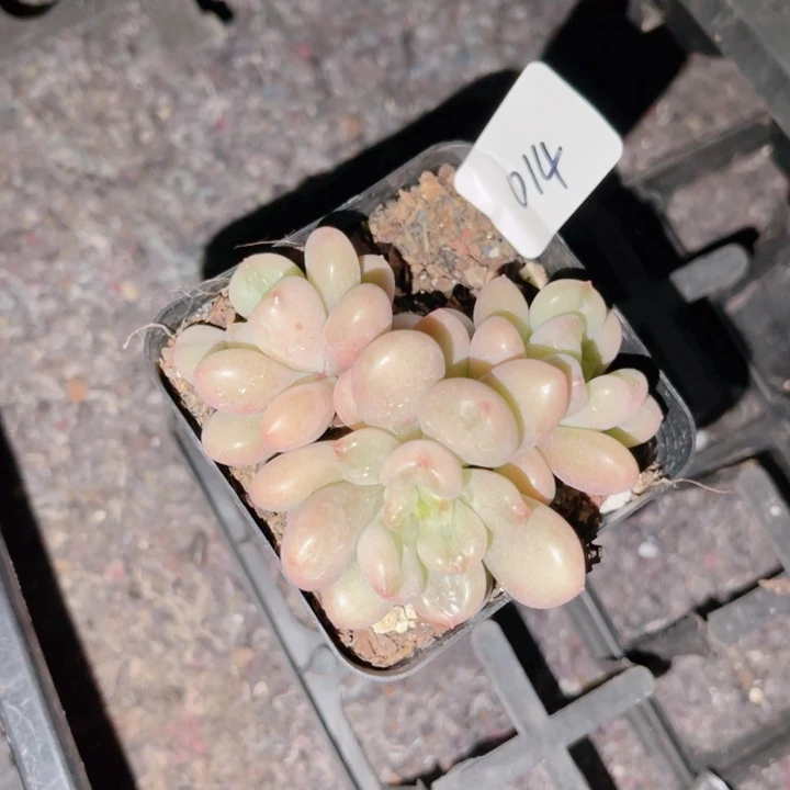 若***若014 比尔盖茨。