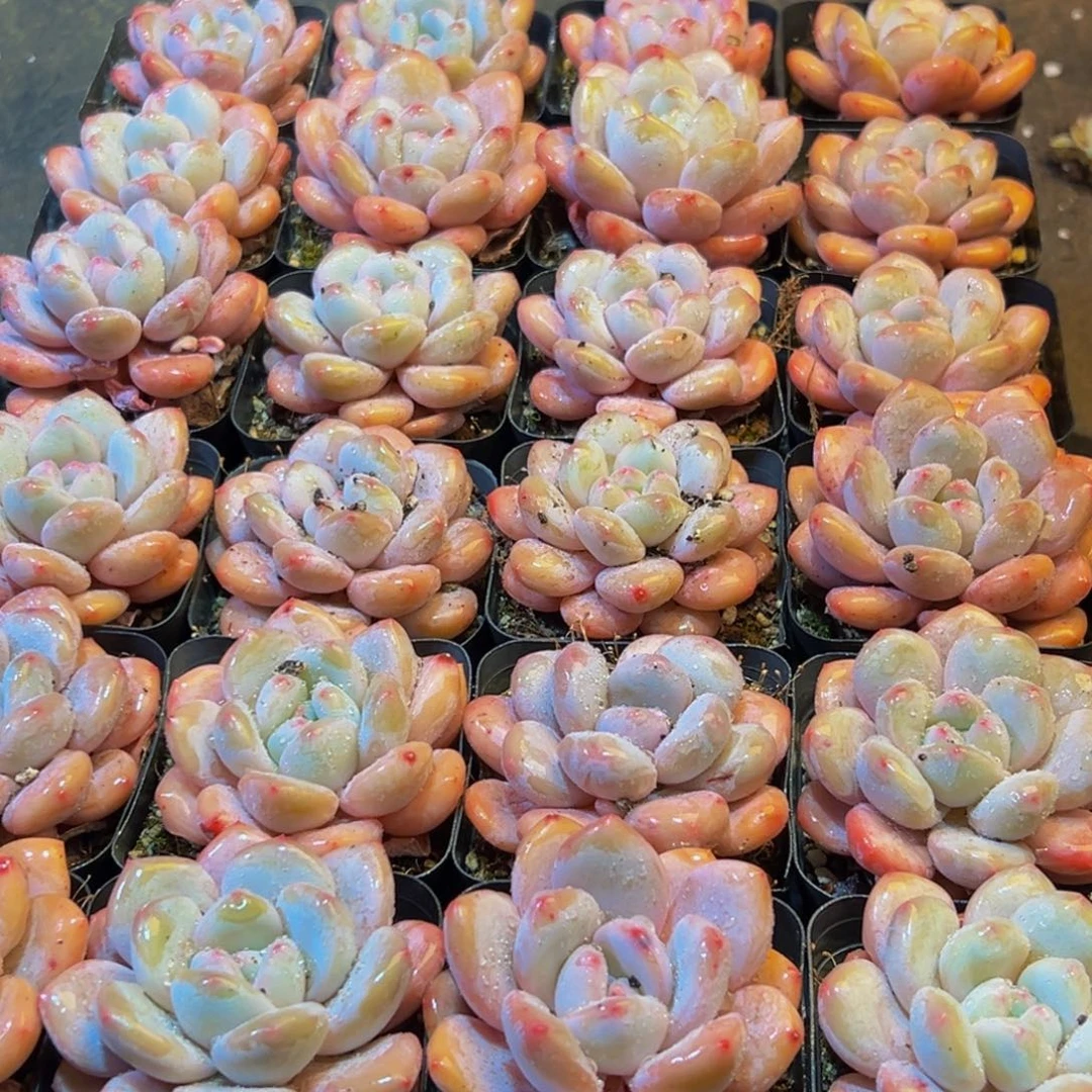 694多肉菜市场上有很多的人