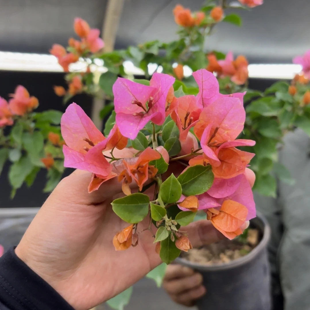 完全开放（粉九月）三角梅会落花落叶会光杆苗有大有小