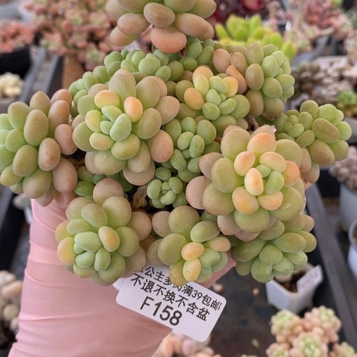 洛可可12cm158多肉植物