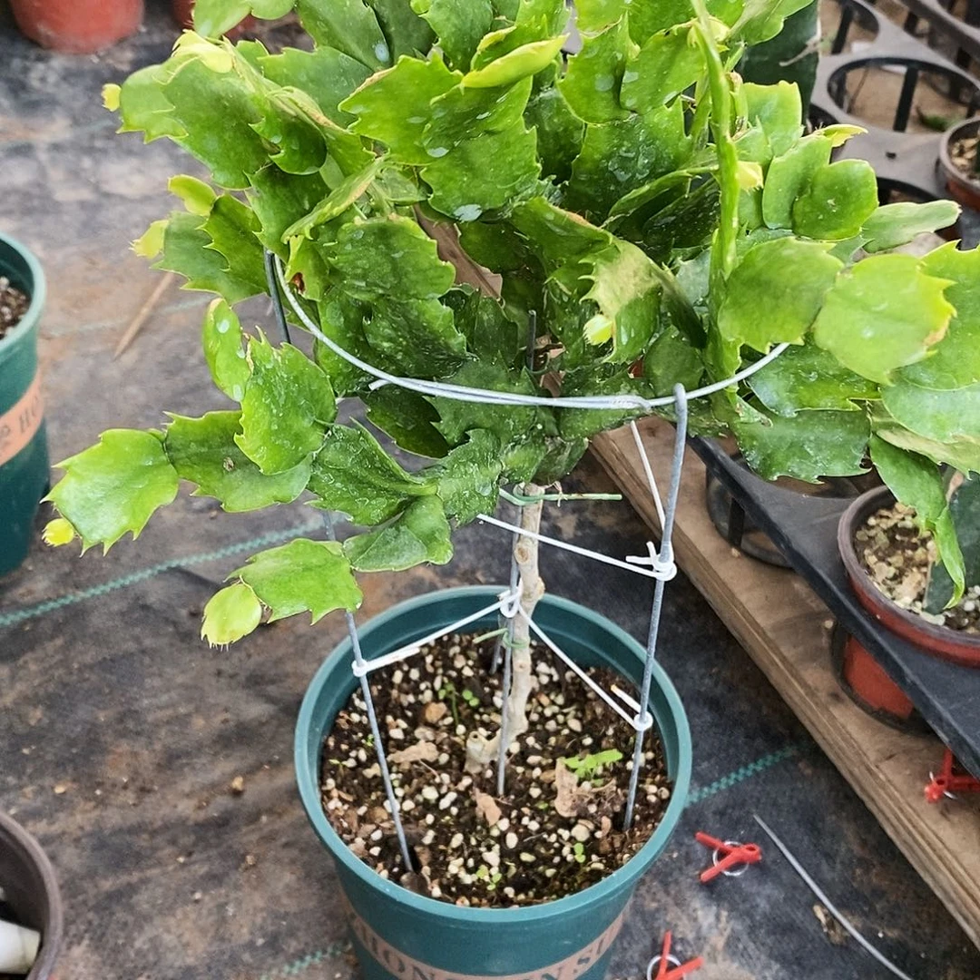 @***u无花朵福利款重半
