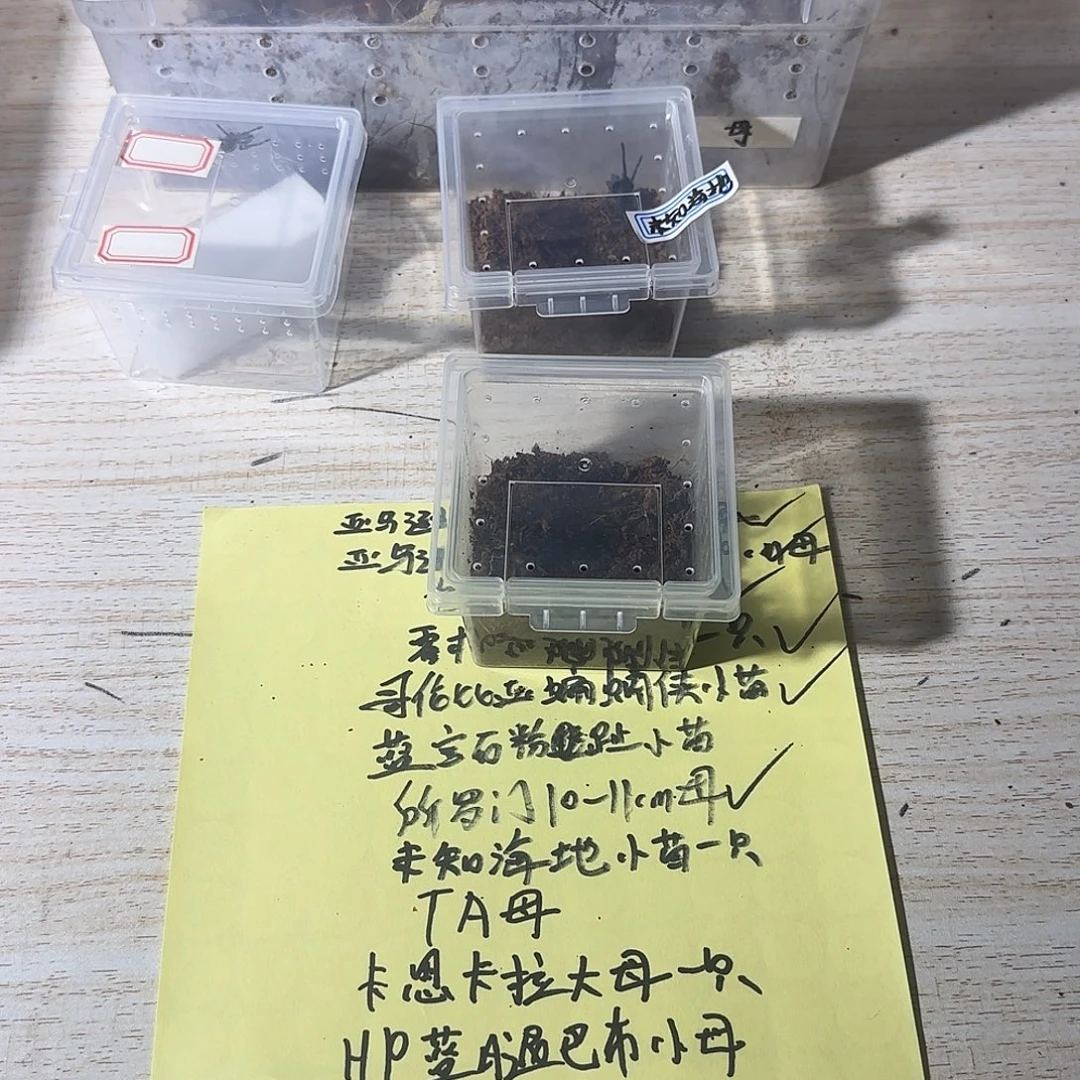 哥伦比亚蝙蝠侠小苗