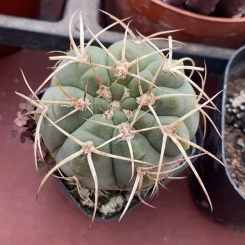 实生光淋玉5仙人球