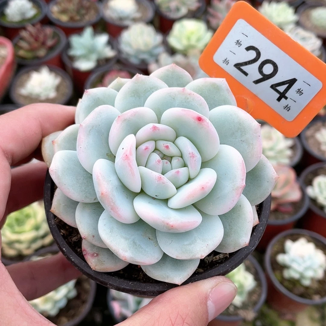 【闪购商品】294号