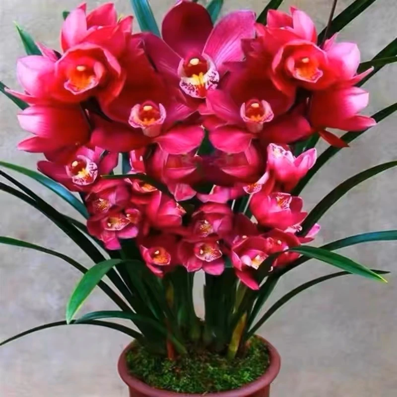 【大将军】特A级开花浓香名贵兰花好养