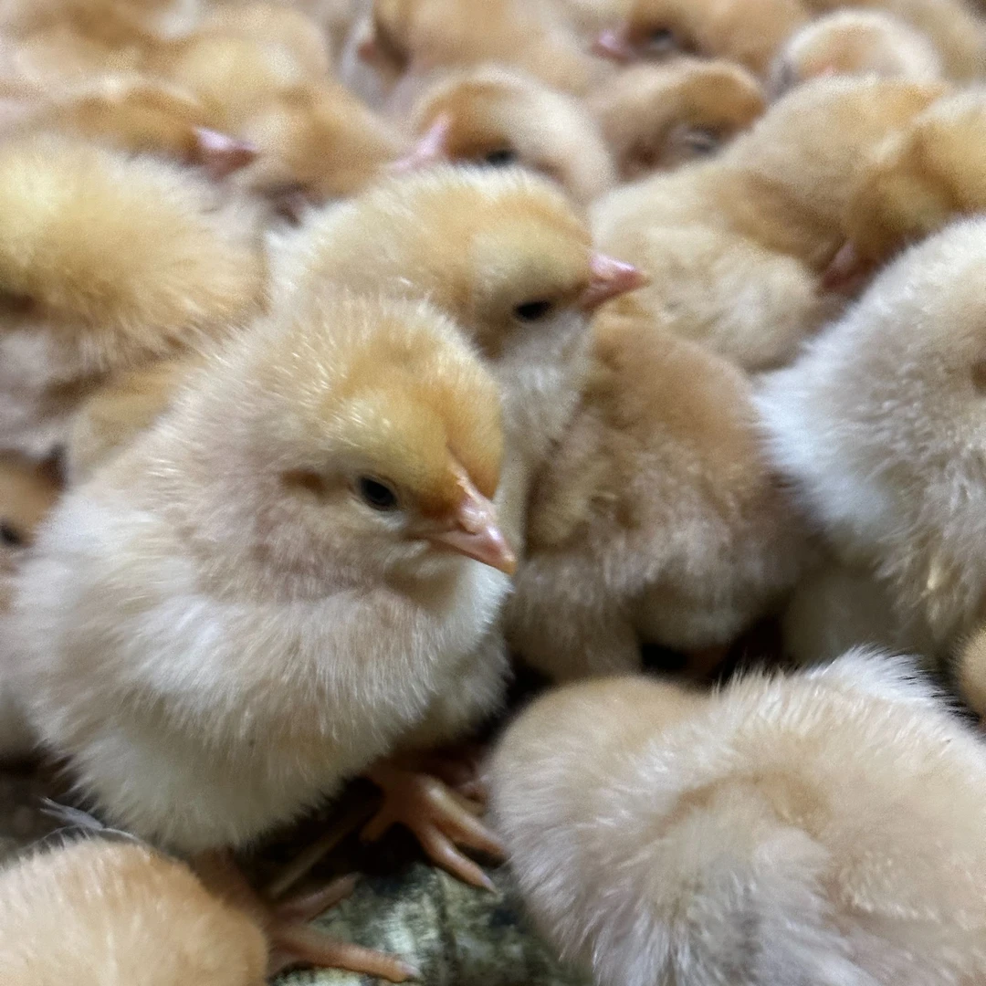 苏禽宠物鸡小鸡顺丰包邮