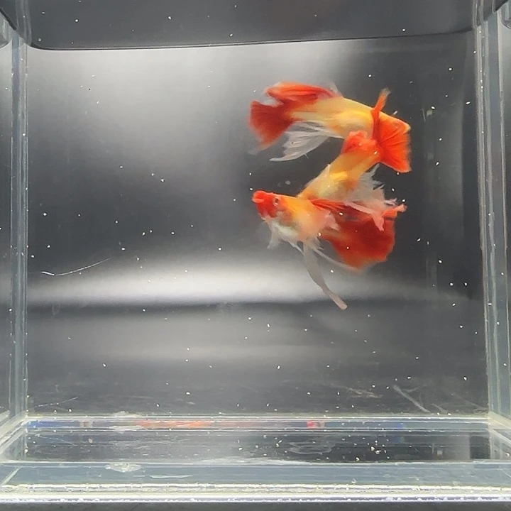 孔雀鱼艾尔银红头绣球3对