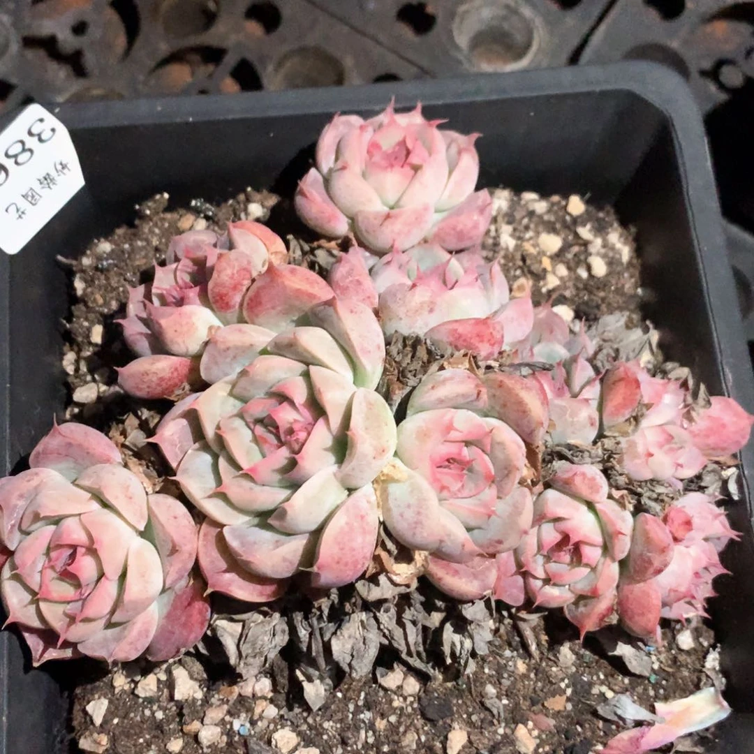 3860杂交多肉植物基地