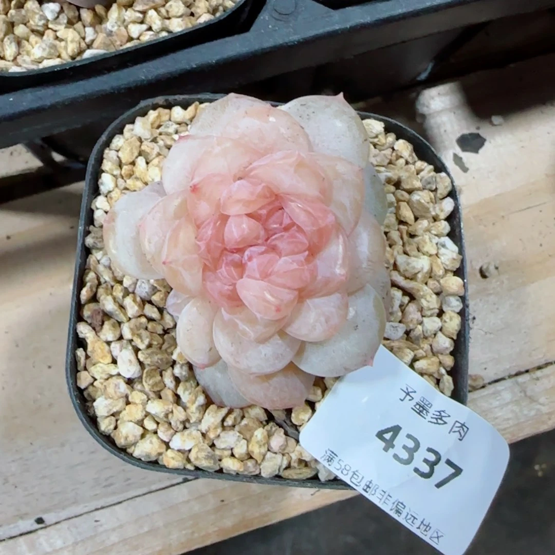 陈*柱冰奶糖，4337多肉植物