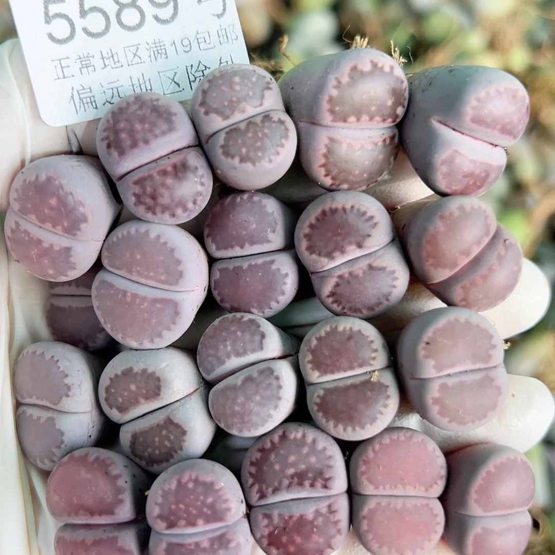 5589 好养易活生石花大母本20个1.5cn左右