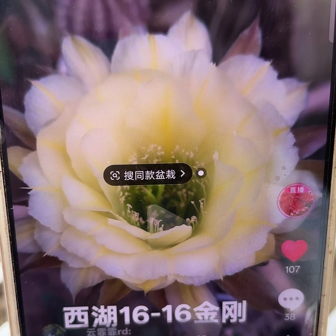 16-16无根侧牙三公分左右