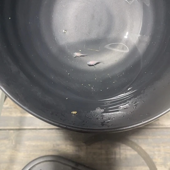 青鳉鱼小町球观背青鳉