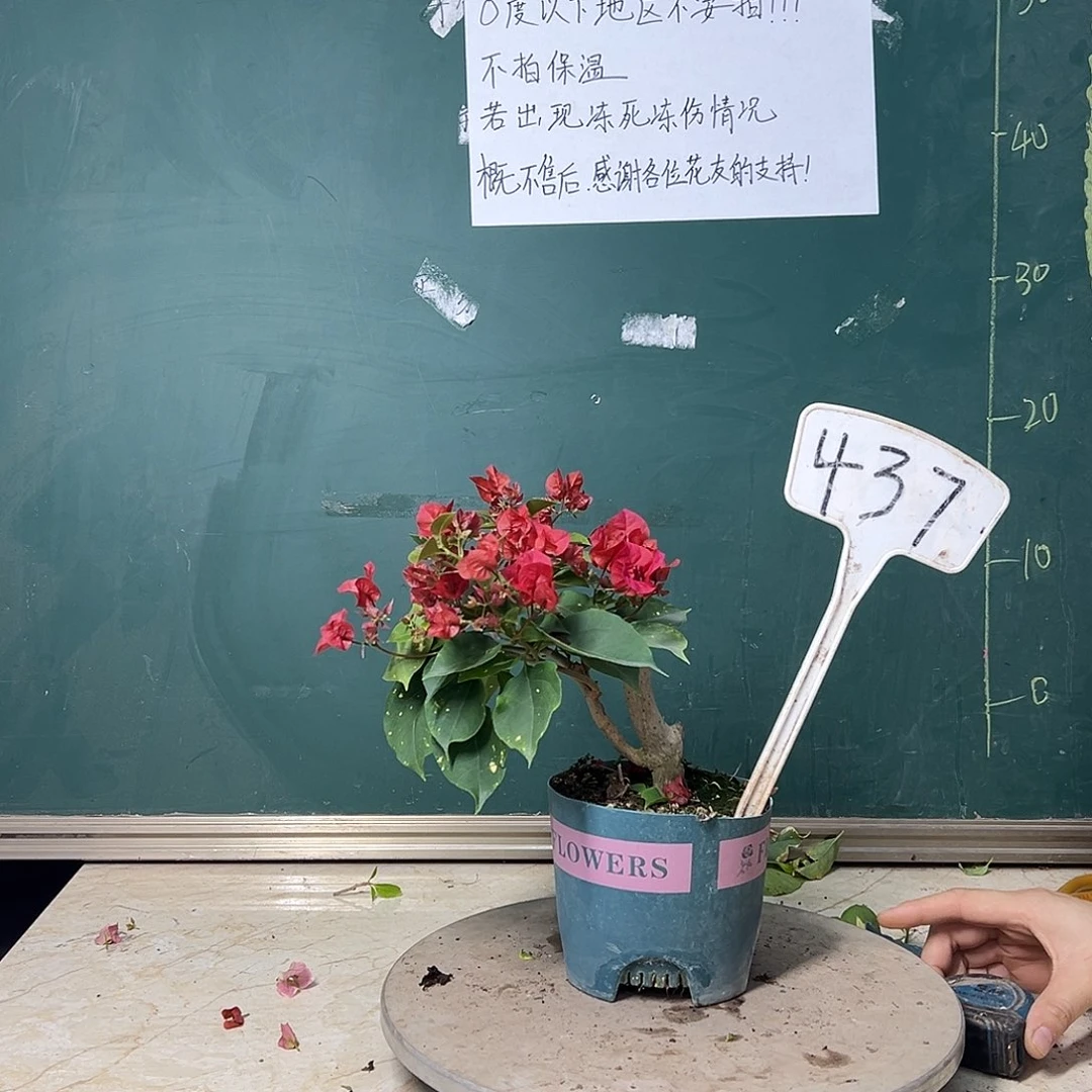 完全开放 福利 洒金红 造型坨  437