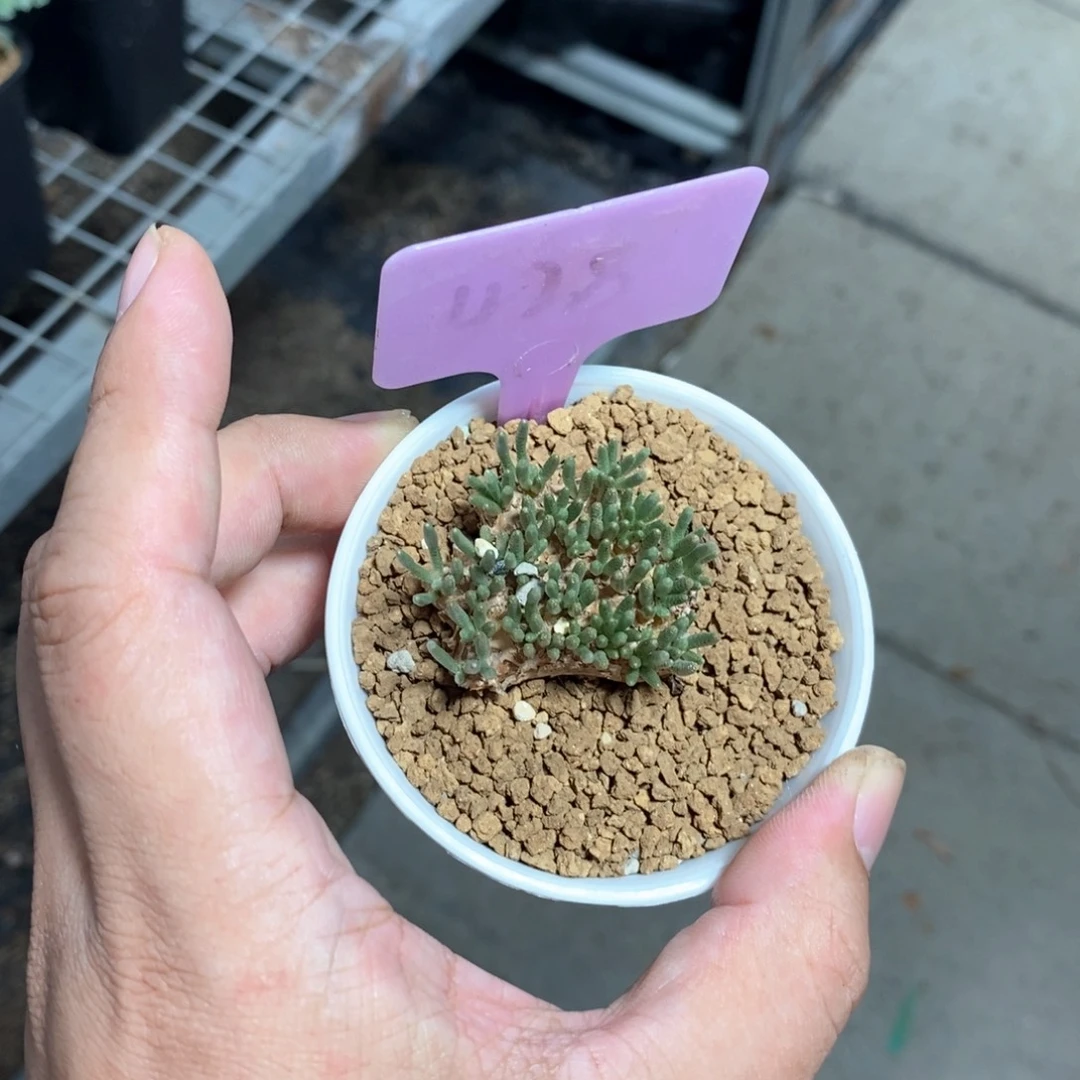 任锦多肉植物一个