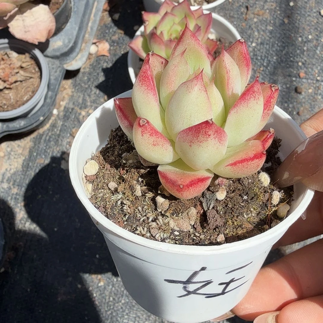 随单红女王多肉植物