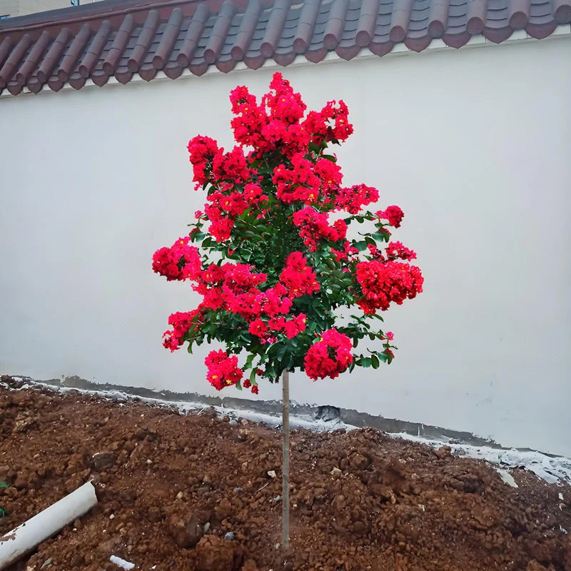 高档紫薇树苗红火箭天鹅绒红花紫薇大型庭院四季盆栽绿化盆苗杯苗